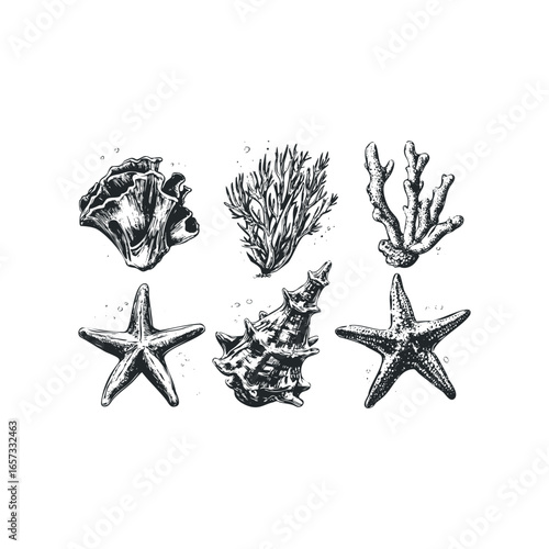 Detailed Black and White Sketch of Various Seashells and Corals