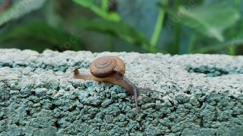Snails are walking on the wall.