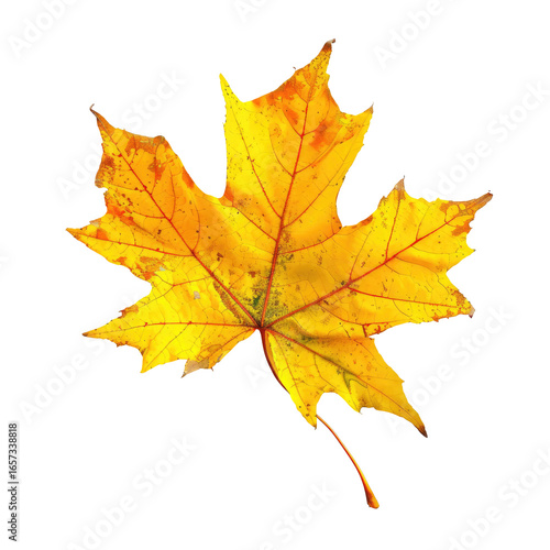 Wallpaper Mural and keyword list based on the image.. Maple Leaf Floating, Autumn Sunlight, Isolated Still Life on Black Background. Torontodigital.ca