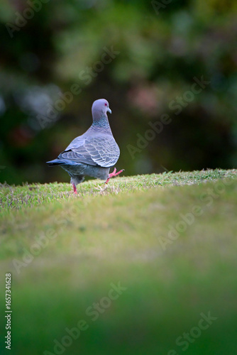 poem walking on a lawn in rio de janeiro brazil