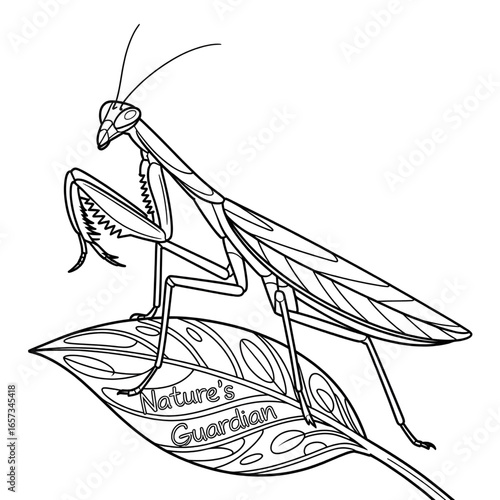 mantis on colouring page 