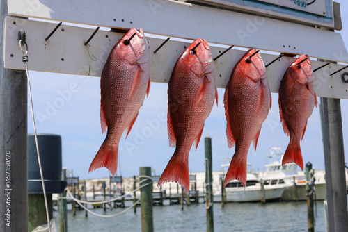 Fotografie Red snapper fish hanging from a hook on the dock by the ocean
