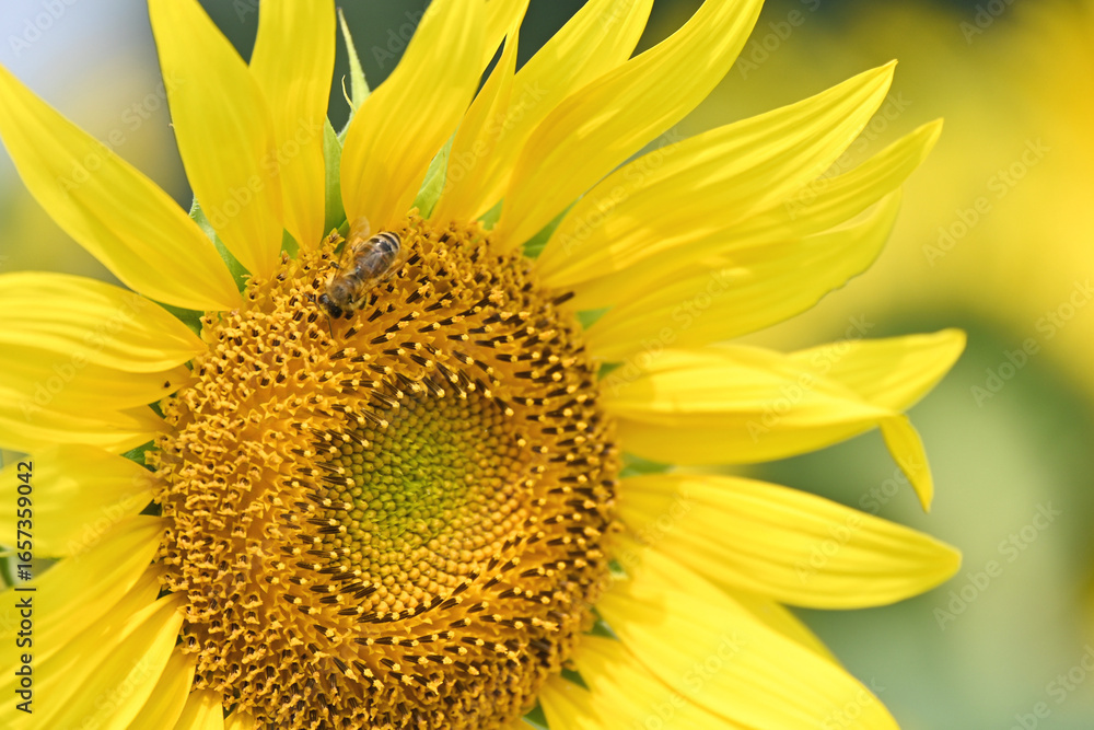 Naklejka premium Bee on Sunflower
