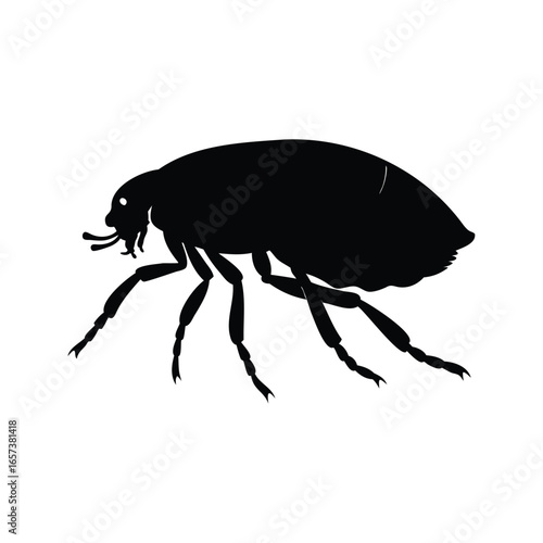 Silhouette of a flea with six legs and detailed body structure vector illustration