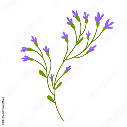 Purple wildflowers with green stems illustration