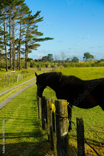 Big horse on a farm in New Zealand.