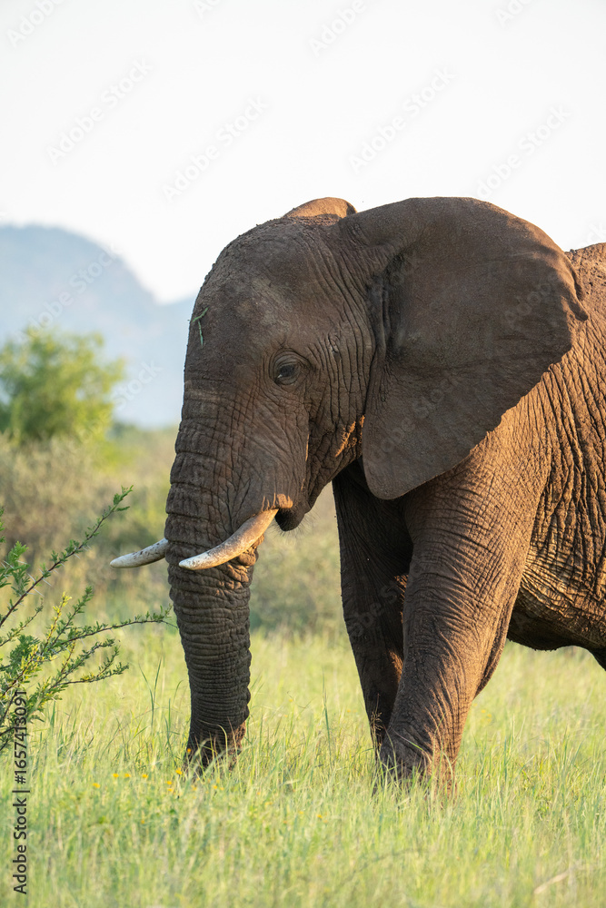 Obraz premium Beautiful elephant portraits on a green, lush meadow with a soft background on a safari in Pilanesberg National Park. Symbolic travel photo for safaris in South Africa.