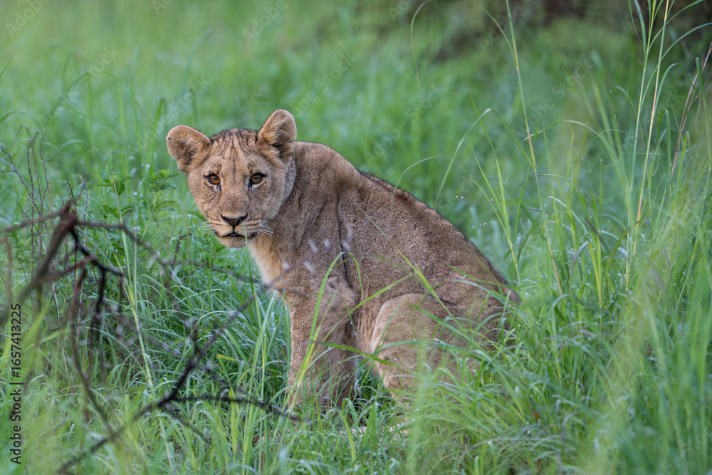A young lion gazes sweetly into the camera. Photo taken on a safari in Pilanesberg National Park, South Africa. A young lion gazes sweetly into the camera. Photo taken on a safari in Pilanesberg National Park, South Africa.