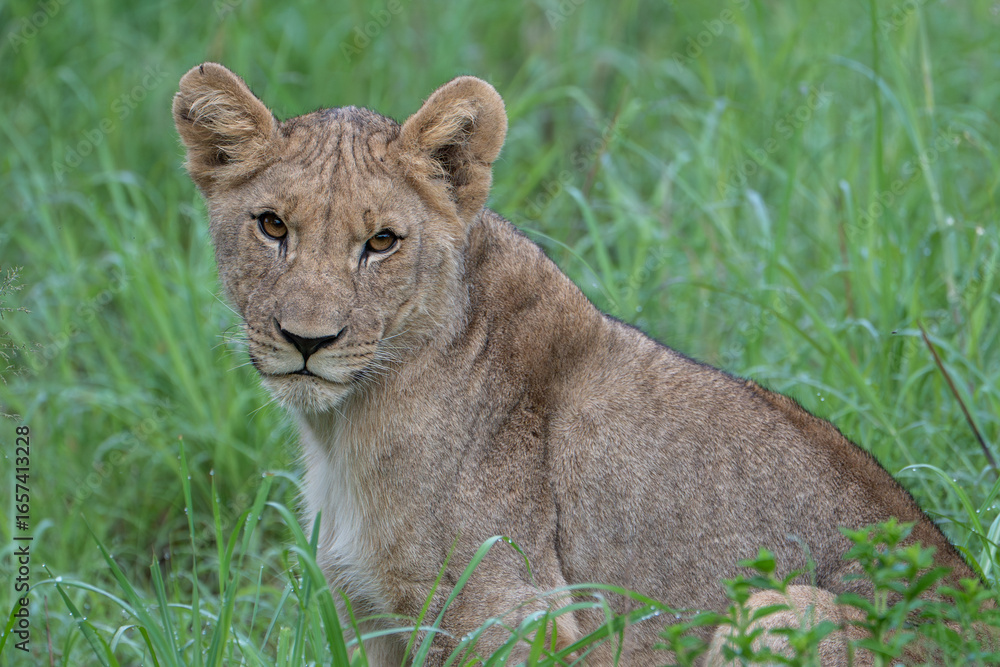Obraz premium A young lion gazes sweetly into the camera. Photo taken on a safari in Pilanesberg National Park, South Africa.