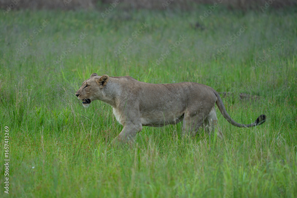 Obraz premium Close-up of a full-grown female lion with a powerful build, stalking through the tall grass. Pilanesberg National Park, South Africa.