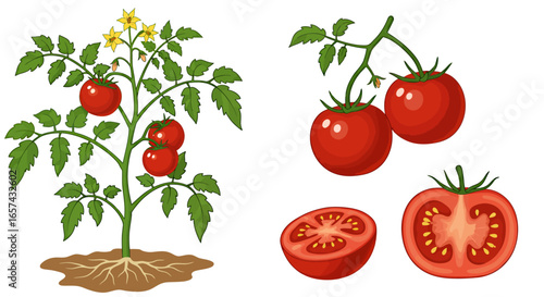 A vibrant vector illustration depicts a flourishing tomato plant, complete with ripe red tomatoes, leaves, flowers, and sliced tomatoes, isolated on white background.