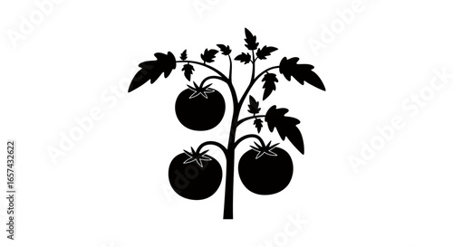 High-quality vector PNG illustration of a tomato plant with three ripe tomatoes, perfect for food packaging design, websites, and culinary publications. This image is easily scalable and adaptable to