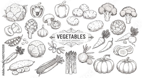 Detailed vector illustration showcasing various hand-drawn vegetables, perfect for culinary designs, educational materials, and organic food-related projects, presented in a classic black and white