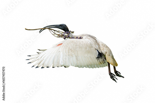Australian White Ibis flying with nesting material in its beak