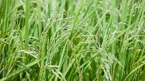 Wallpaper Mural みのる稲穂 Torontodigital.ca