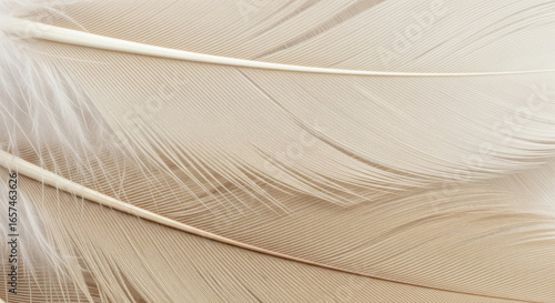 Close up of overlapping beige and ivory feathers creating elegant abstract texture with soft minimal gradient tones