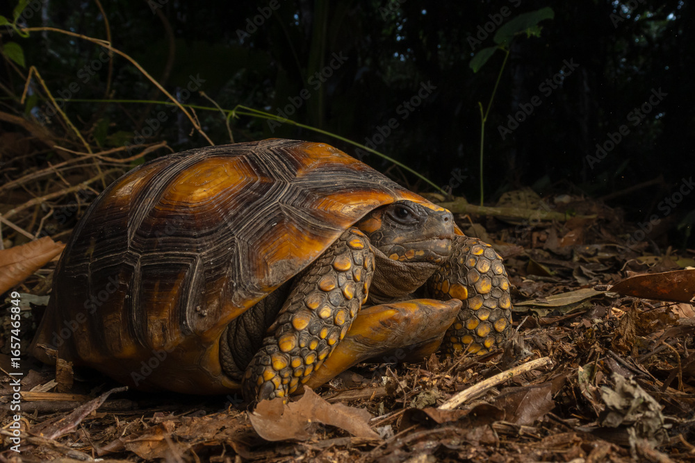 Obraz premium PHOTOGRAPH OF THE AMAZONIAN TURTLE (Chelonoidis denticulata), A VERY PECULIAR AND APPRECIATED REPTILE IN THE PERUVIAN AMAZON
