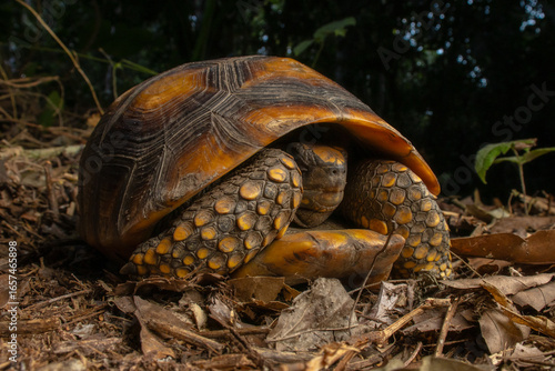 PHOTOGRAPH OF THE AMAZONIAN TURTLE (Chelonoidis denticulata), A VERY PECULIAR AND APPRECIATED REPTILE IN THE PERUVIAN AMAZON