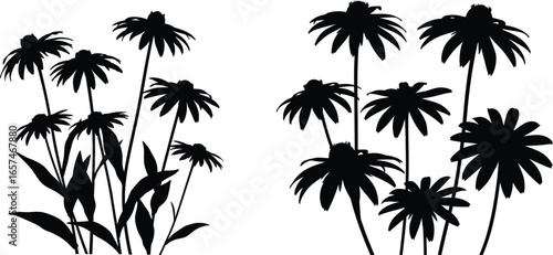 Coneflower or Black-Eyed Susan Silhouettes - Wildflower Vector Set