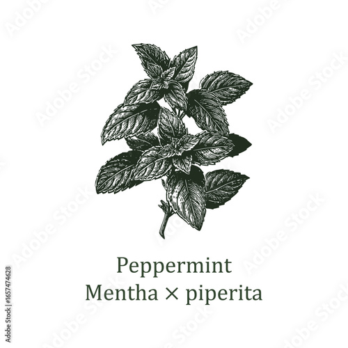 Detailed vector illustration of a mint plant Peppermint Mentha piperita showcasing lush, textured leaves. Perfect for botanical projects, herbal designs, and educational materials