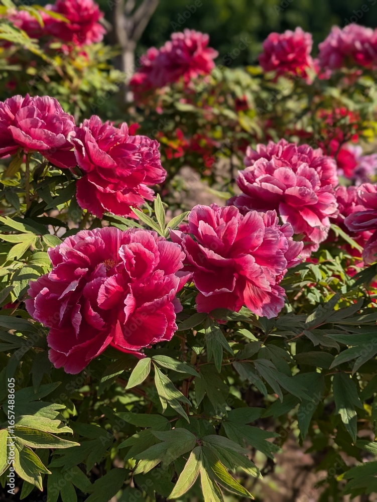 Obraz premium pink roses in garden