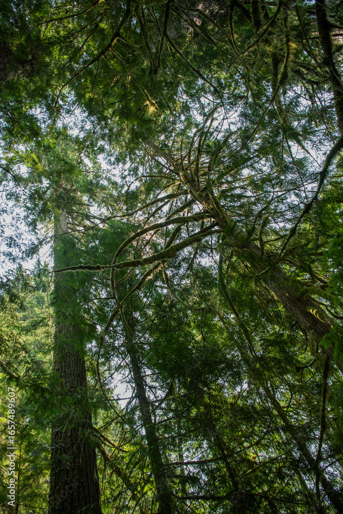 Obraz premium Hoh Rainforest. Moss covered tree branch in Hoh Rain Forest. Tree branch with moss in Hoh rainforest. Moist forest moss.