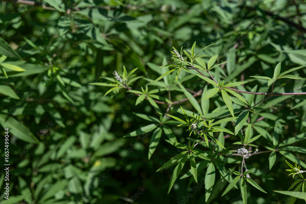 Fototapeta premium Green buds on the stem with green leaves of the Vitex agnus-castus (chaste tree) plant outdoors. 