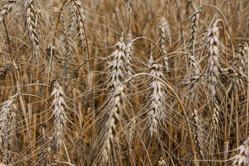 Fototapeta premium Wheat field top view, ears wheat from above, golden ripe field of wheat. Background and tectures. Summer harvest.