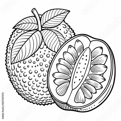 line art whole and sliced jackfruit on white