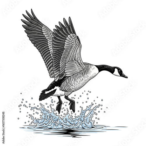 canadian goose duck hunting illustration logo vector image t shirt
