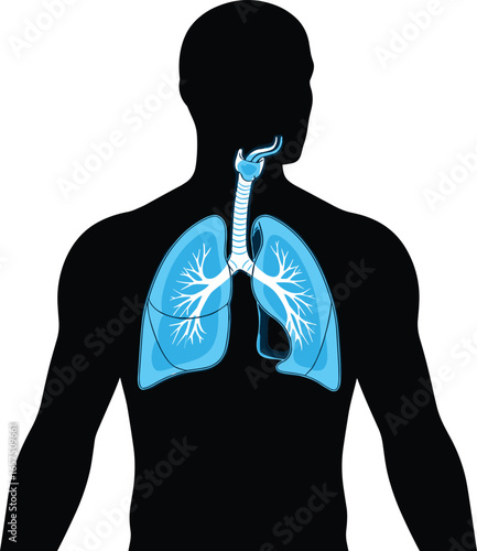 Silhouette of human upper body with respiratory system illustration, lungs and trachea anatomy, medical education, healthcare concept, vector anatomical design