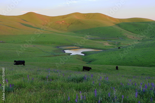 Cows grazing in the spring at Hidden Valley Open Space preserve in San Ramon, California