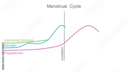 A graph showing changes in hormones levels during menstrual cycle. Progesterone, estrogen, FSH and LH hormones. Ovarian hormone levels chart. Animated time line