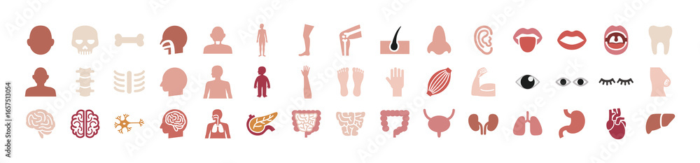 Obraz premium 間の臓器のカラーアイコンセット,医療系や病院で使える内臓のイラストレーション