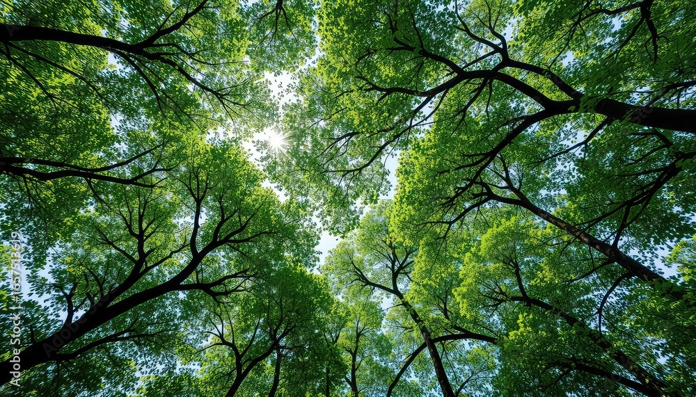 Obraz premium Looking upwards through a canopy of deciduous trees towards a bright sunlit sky on a sunny day