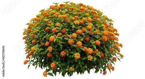 A blooming lantana bush with vibrant orange and yellow flowers, isolated on white background