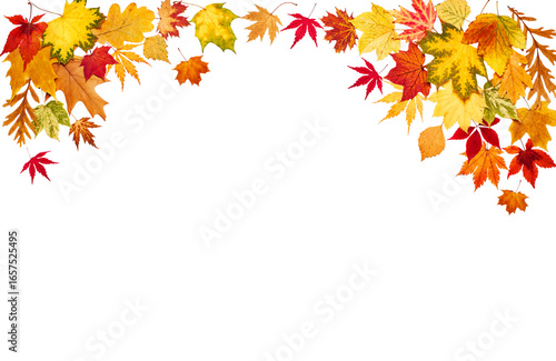 Collection of different autumn leaves on white isolated background, top view
