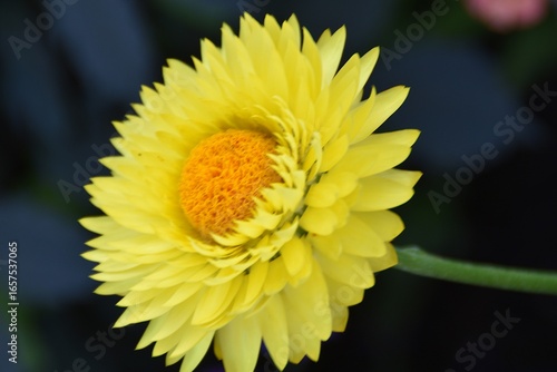 Photos A lovely golden everlasting flower (Xerochrysum bracteatum) is blossoming outdoor in summer time