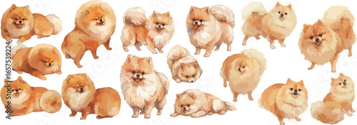 pomeranian watercolor clipart 