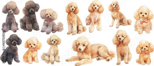 poodle watercolor clipart 