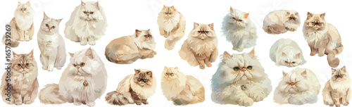persian cat watercolor clipart 
