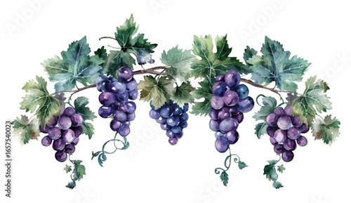 Watercolor Grape Vector Illustration with Leaves on Transparent Background