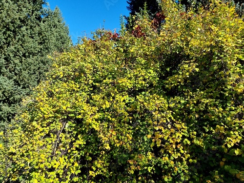 Beautiful plant in the autumn. Philadelphus coronarius, sweet mock orange, English dogwood, is a species of flowering plant in the family Hydrangeaceae. 