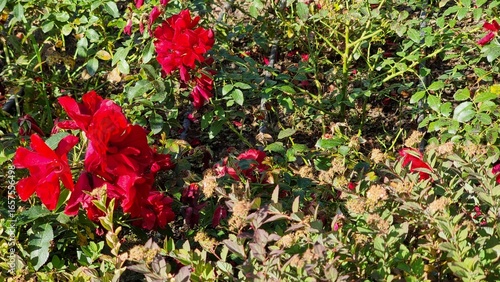 Beautiful flowers in the garden. Red rose blooms in autumn.
