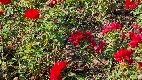 red roses in the garden
