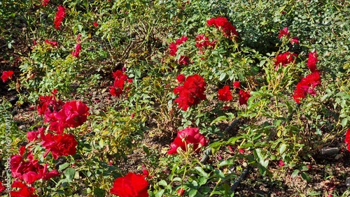 red roses in the garden
