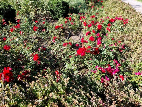 Red roses in the garden. Flowers fade in autumn.