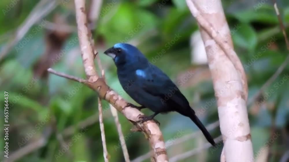Tengger bird perches on misty branch, dawn light kissing sapphire wings in tranquil mountain breeze.
Tengger bird perches on misty branch, dawn light kissing sapphire wings in tranquil mountain breeze.