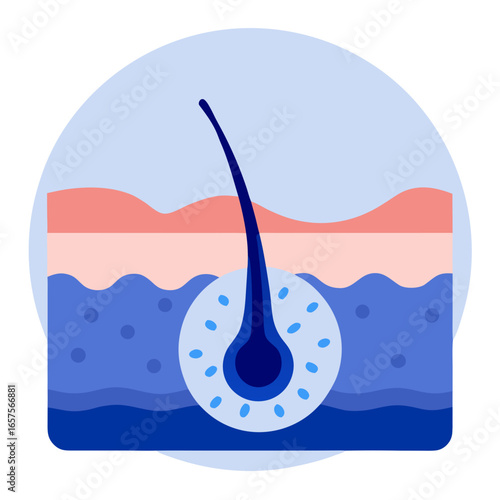Sebaceous gland diagram in colorful illustration of skin layers  