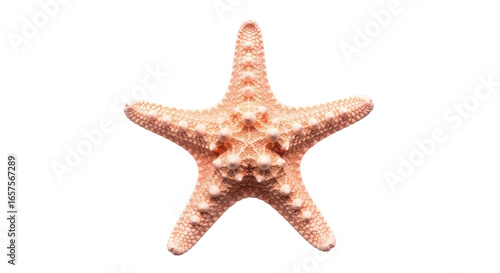 Photography Isolated Pink Starfish